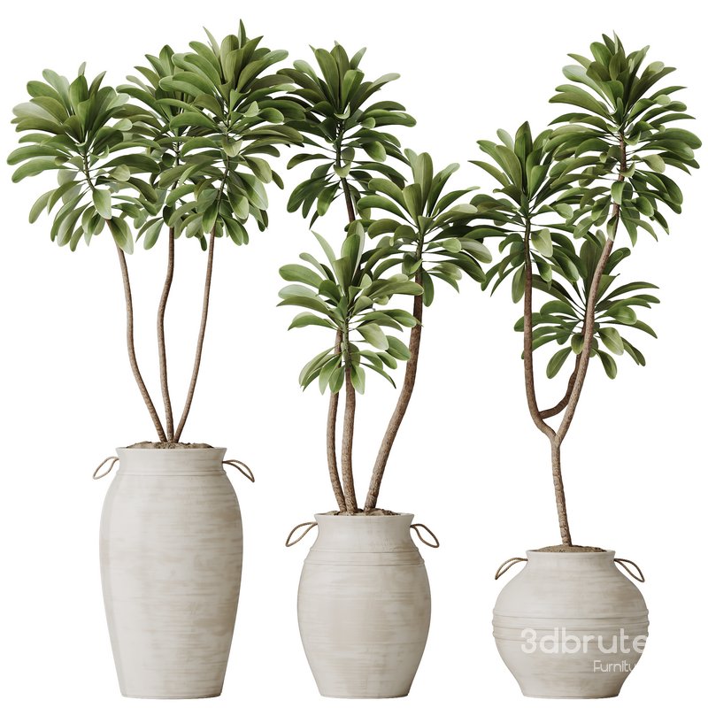 HQ HousePlants Euphorbia Drupifera Sunshine Agaveville Set03 Image 1