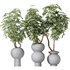 HQ HousePlants Schefflera Arboricola Umbrella Set05 - Thumbnail 1
