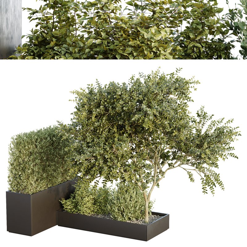 HQ Tree and bush garden box outdoor VOL 34 Image 1