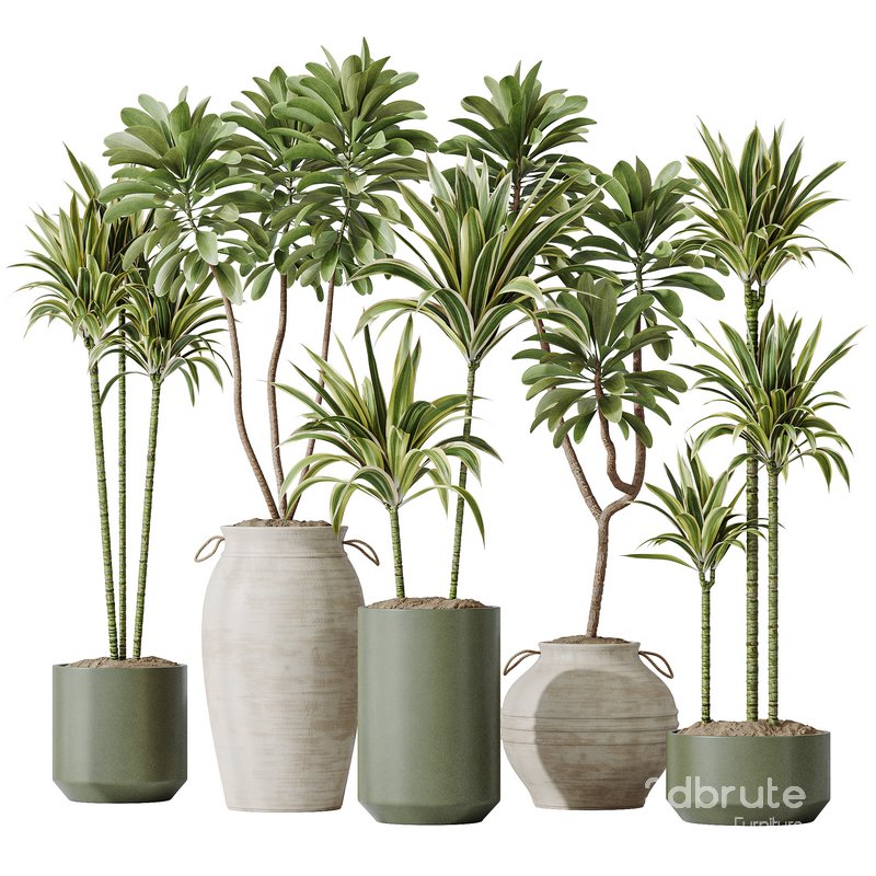 Lemon Cane Dragon and Euphorbia Drupifera set 19 Image 1