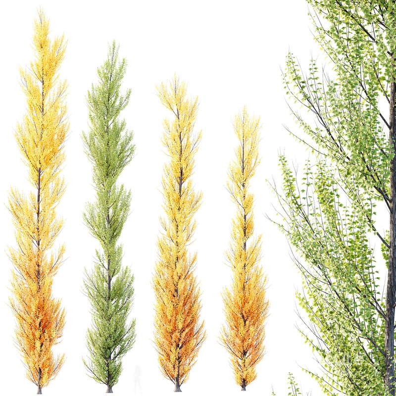 Plants Acer X freemanii Freeman Maple Sapindaceae Armstrong Set04 Image 1