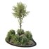HQ Tree and bush garden box outdoor VOL 40 - Thumbnail 2