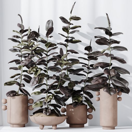 HQ HousePlants Rubber Ficus Elastica Abidjan Melany Set04