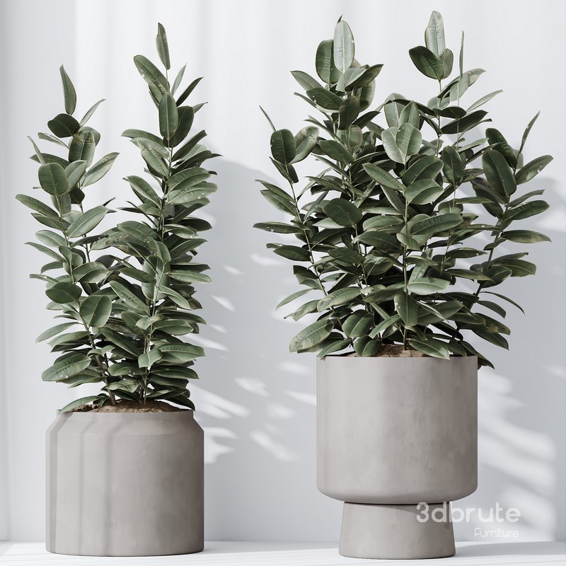 HousePlants Rubber Ficus Elastica Abidjan Melany Set02 Image 2