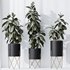 HQ HousePlants Rubber Ficus Elastica Abidjan Melany Set07 - Thumbnail 2