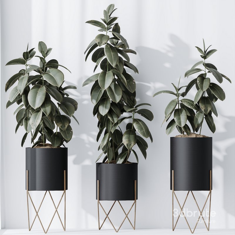 HQ HousePlants Rubber Ficus Elastica Abidjan Melany Set07 Image 2