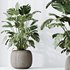 HQ HousePlants Giant Monstera Deliciosa Swiss Cheese - Thumbnail 2
