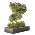 HQ Tree and bush garden box outdoor VOL 34 - Thumbnail 2