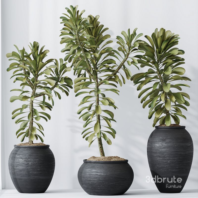 HQ HousePlants Euphorbia Drupifera Sunshine Agaveville Set01 Image 3