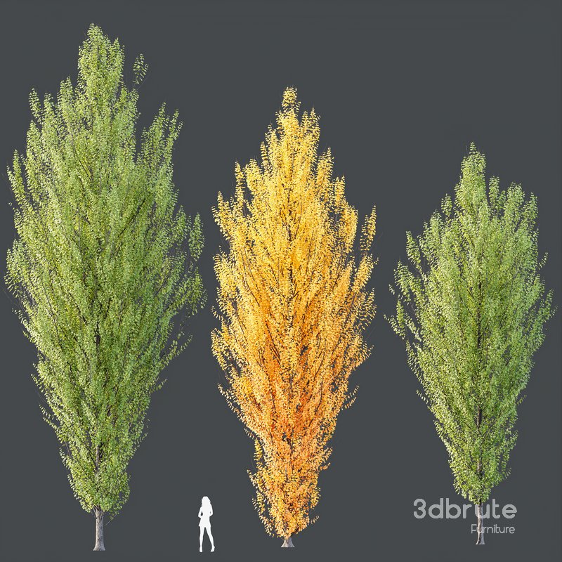 HQ Plants Acer X freemanii Freeman Maple Sapindaceae Armstrong Set03 Image 2