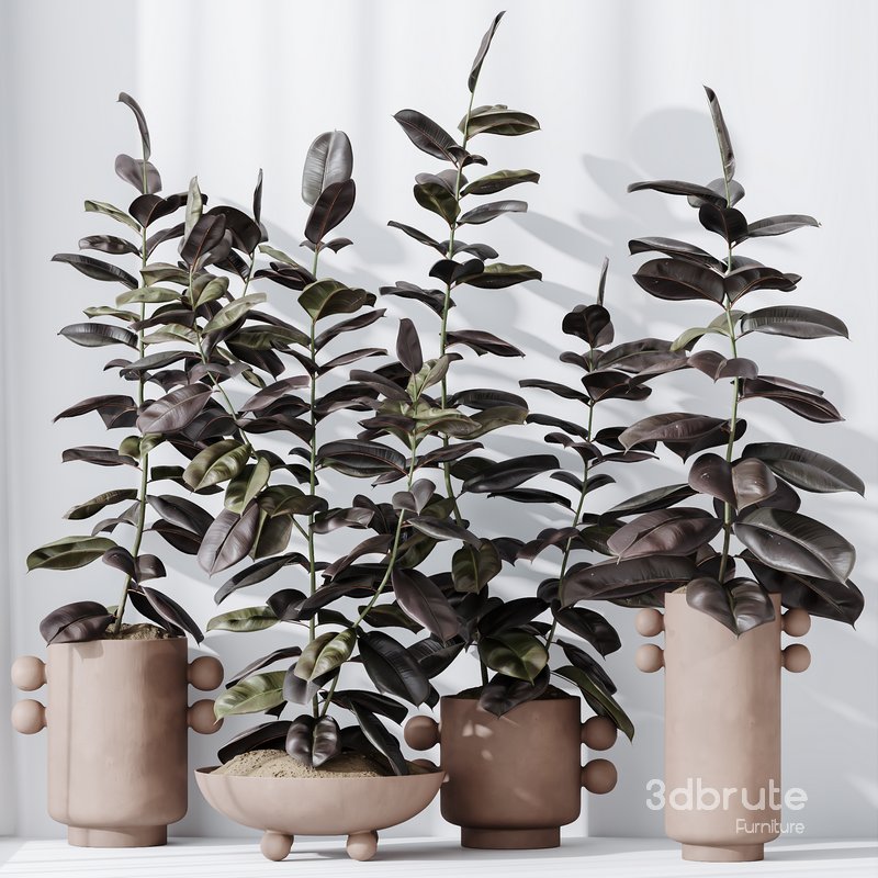 HQ HousePlants Rubber Ficus Elastica Abidjan Melany Set04 Image 3