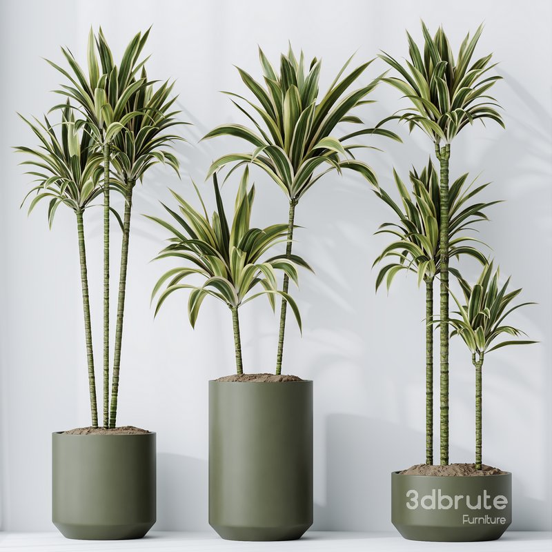 HousePlants Dracaena Warneckii Lemon Lime Cane Dragon Set02 Image 2