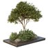 HQ Tree and bush garden box outdoor VOL 37 - Thumbnail 1