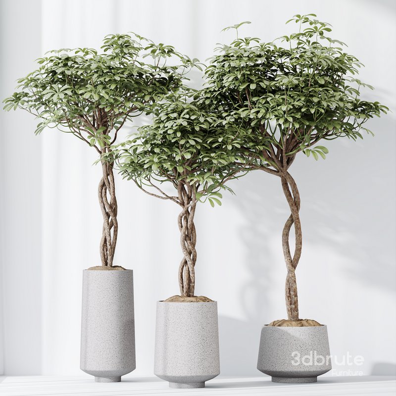 HQ HousePlants Schefflera Arboricola Umbrella Set02 Image 3