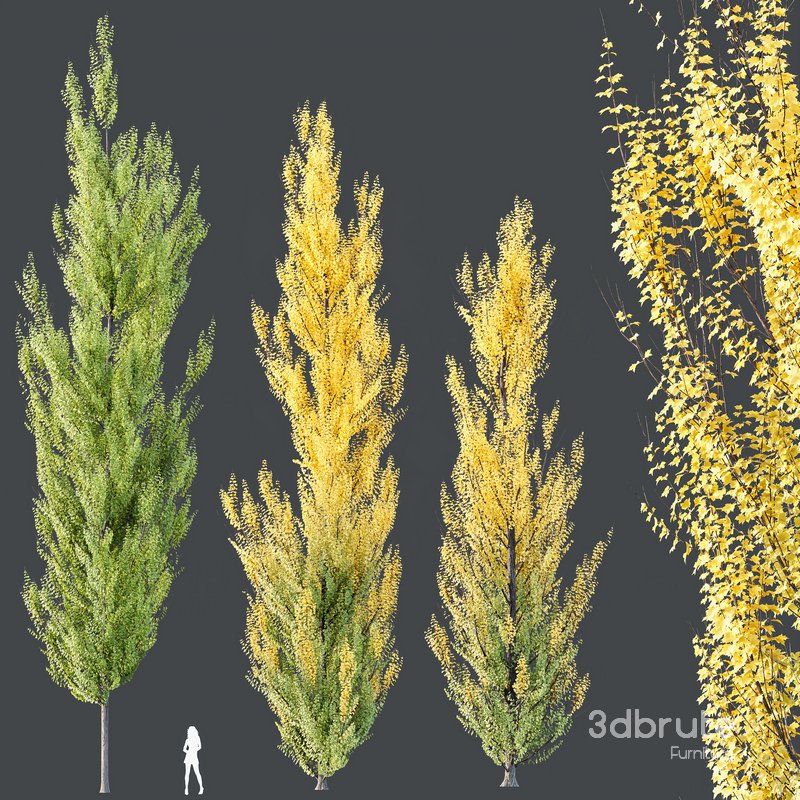 HQ Plants Acer X freemanii Freeman Maple Sapindaceae Armstrong Set02 Image 2