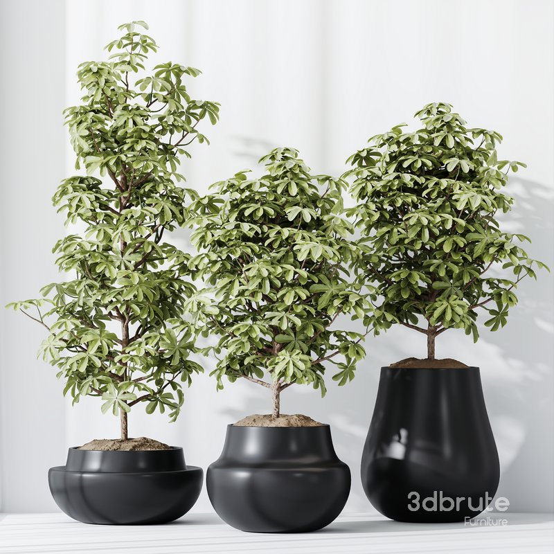 HQ HousePlants Schefflera Arboricola Umbrella Set03 Image 2