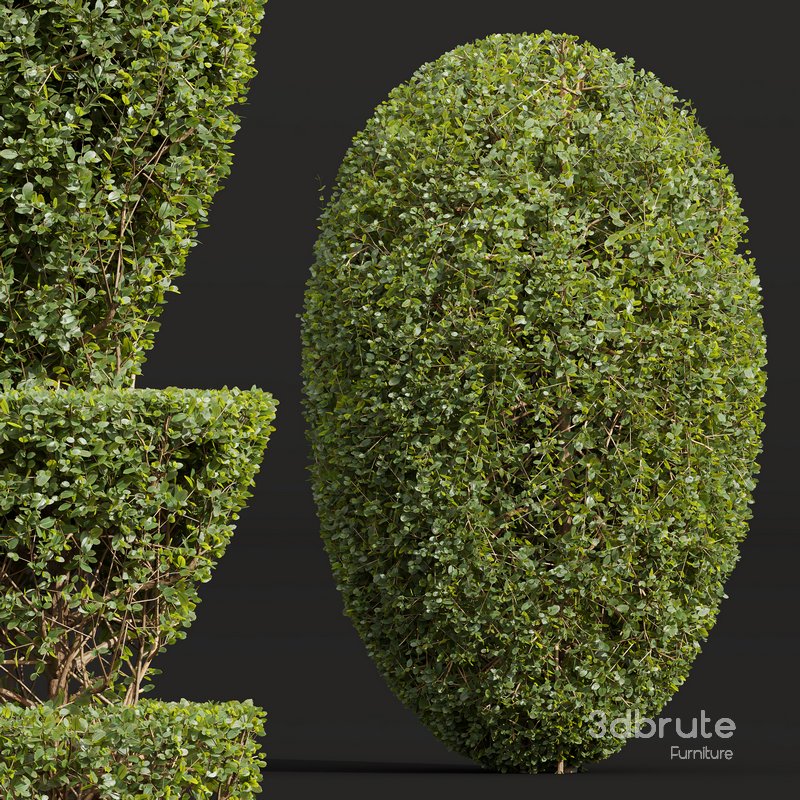 Ficus Concinna Bonsai Pruned 7 Image 2