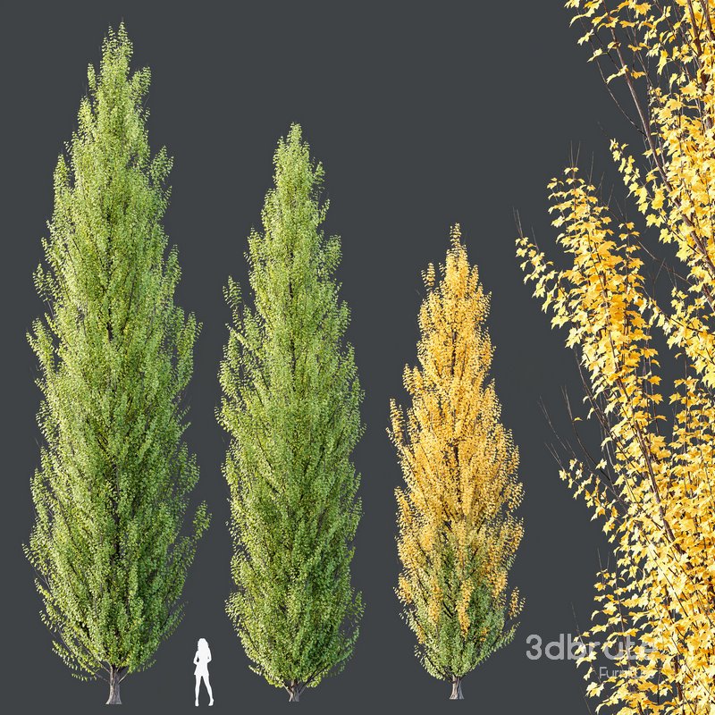 HQ Plants Acer X freemanii Freeman Maple Sapindaceae Armstrong Image 2