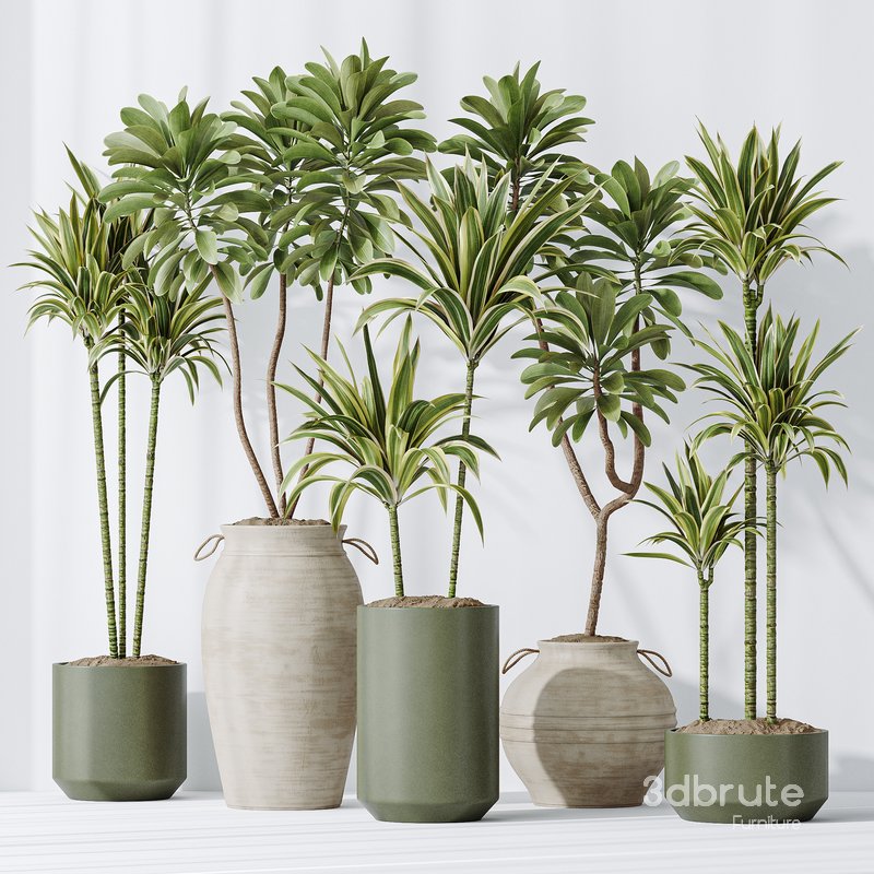 Lemon Cane Dragon and Euphorbia Drupifera set 19 Image 3