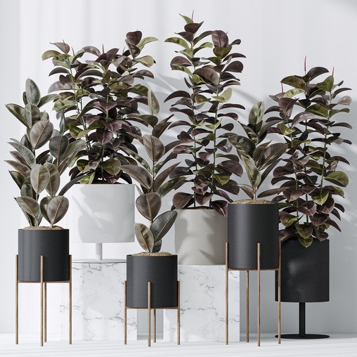Rubber Ficus Elastica Abidjan Melany Vase 19