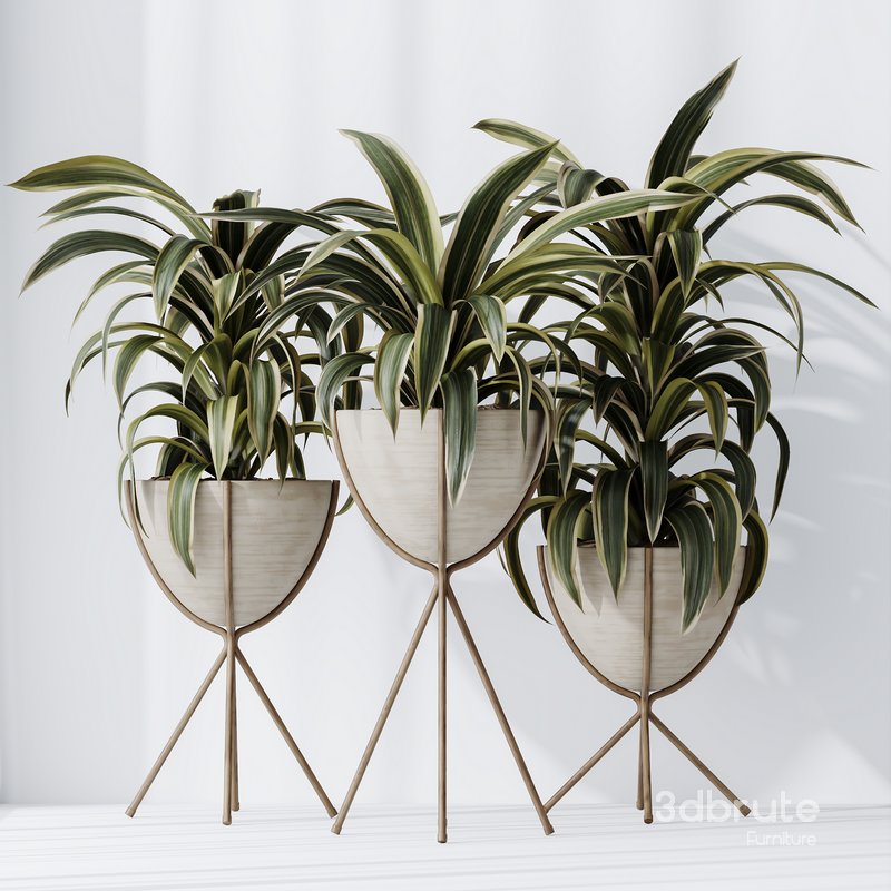 HQ HousePlants Dracaena Warneckii Lemon Lime Cane Dragon Image 3