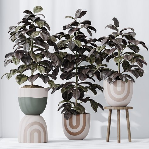 HQ HousePlants Rubber Ficus Elastica Abidjan Melany Set06