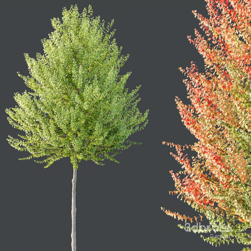 HQ Plants Acer X freemanii Freeman Maple Sapindaceae Set03 Image 2