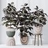 HQ HousePlants Rubber Ficus Elastica Abidjan Melany Set06 - Thumbnail 3