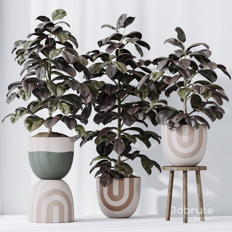 HQ HousePlants Rubber Ficus Elastica Abidjan Melany Set06 Image 3