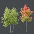 HQ Plants Acer X freemanii Freeman Maple Sapindaceae Set04 - Thumbnail 2