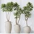 HQ HousePlants Euphorbia Drupifera Sunshine Agaveville Set03 - Thumbnail 3