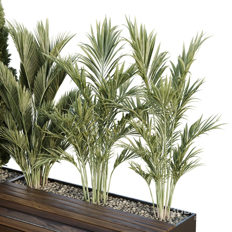 HQ Tree and bush garden box outdoor VOL 39 Image 2