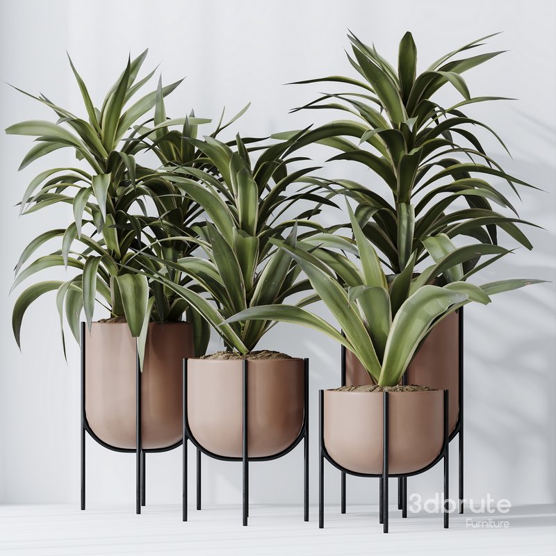 HousePlants Dracaena Warneckii Lemon Lime Cane Dragon Set03 Image 3