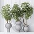 HQ HousePlants Schefflera Arboricola Umbrella Set05 - Thumbnail 2