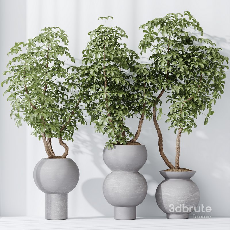 HQ HousePlants Schefflera Arboricola Umbrella Set05 Image 2