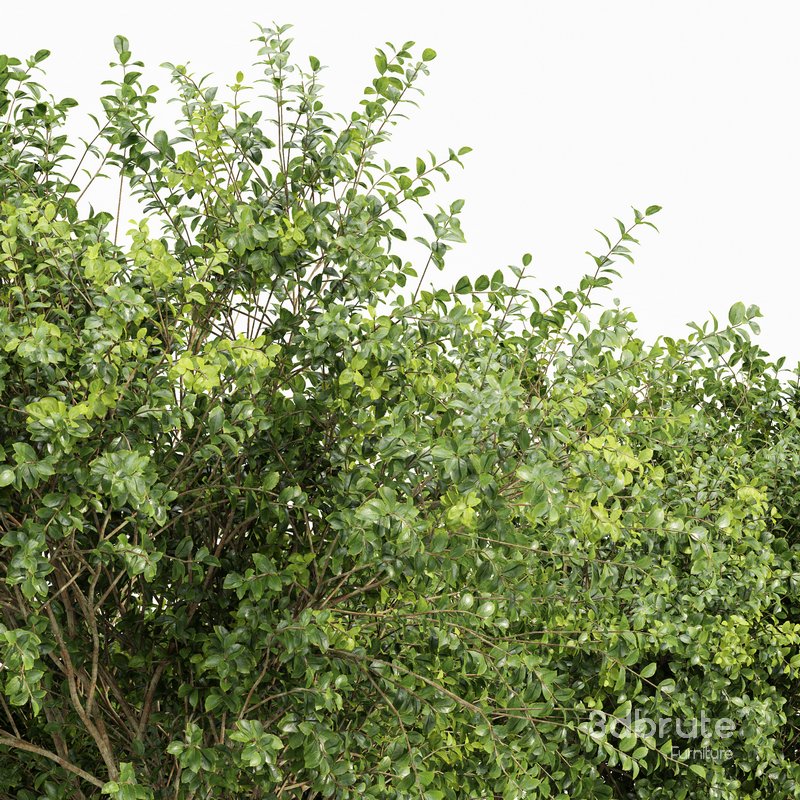 Champaca and Water gum 2 trees Image 2