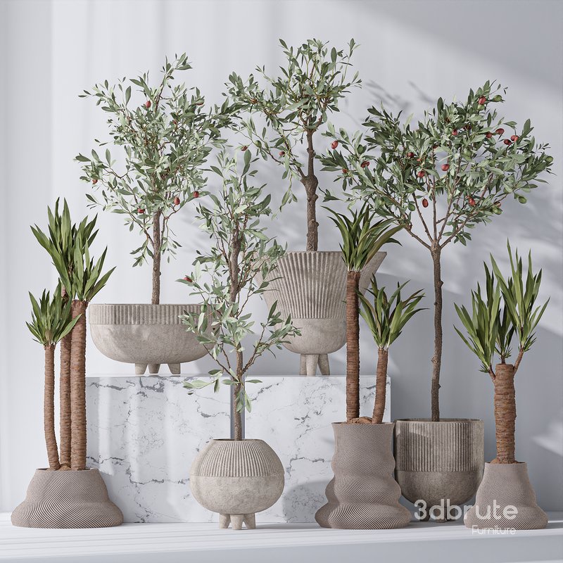 Mission Olive Tree Indoor and Yucca Elephantipes Gigantea Vase 17 Image 3