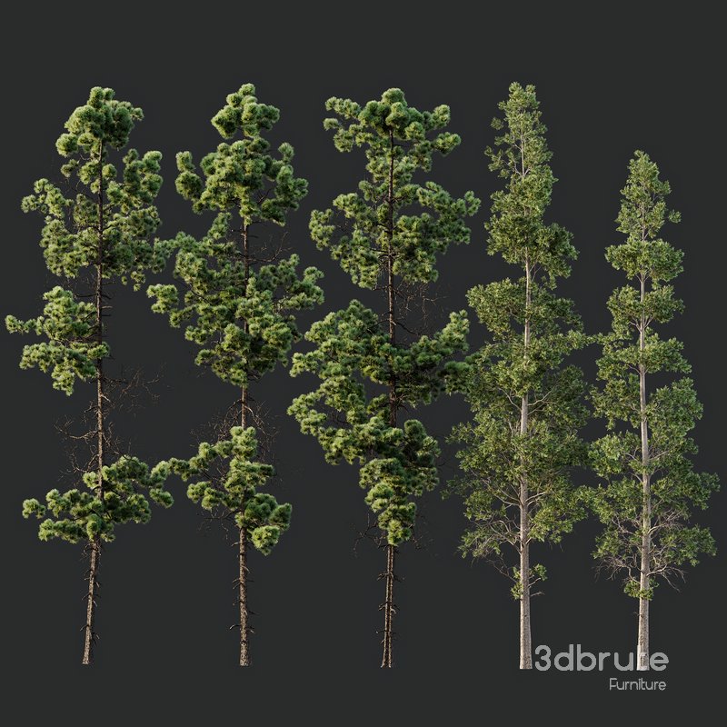 Pinus Palustris and Sphaeropteris Lepifera Image 2