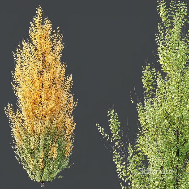 HQ Plants Acer X freemanii Freeman Maple Sapindaceae Set06 Image 2