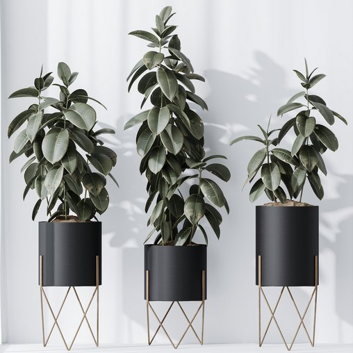 HQ HousePlants Rubber Ficus Elastica Abidjan Melany Set07