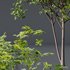 spring trees Acer Saccharinum and Acer Pseudoplatanus - Thumbnail 3