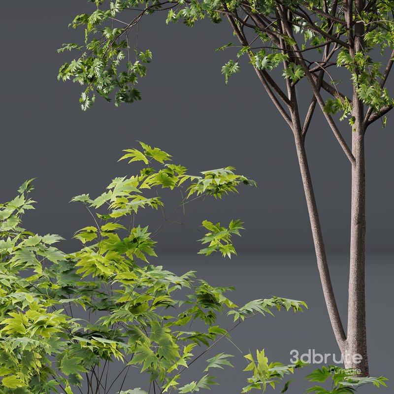 spring trees Acer Saccharinum and Acer Pseudoplatanus Image 3