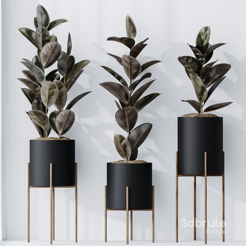 HQ HousePlants Rubber Ficus Elastica Abidjan Melany Set08 Image 3