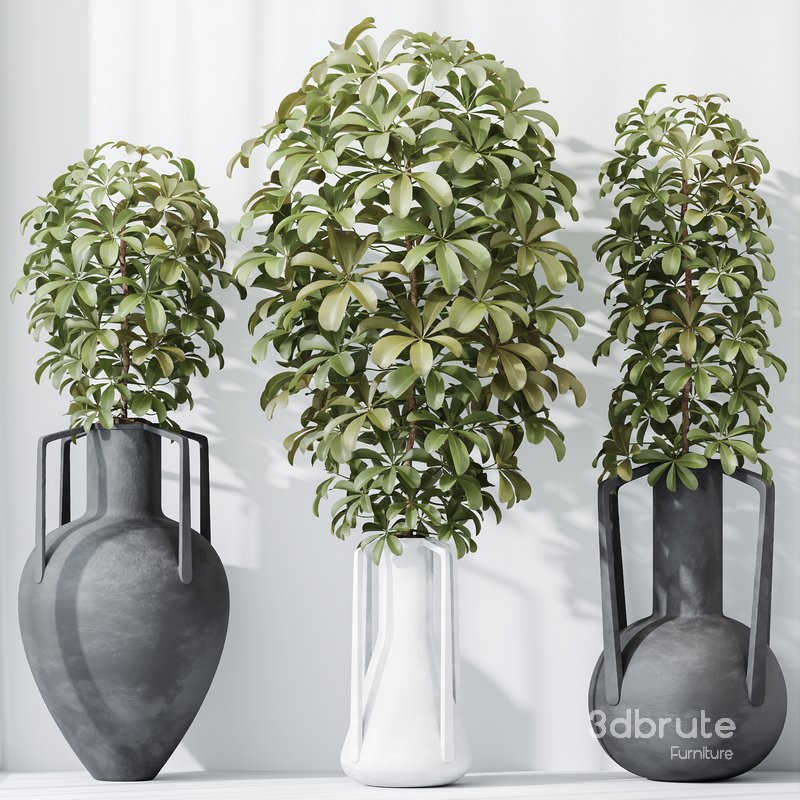 HQ HousePlants Schefflera Arboricola Umbrella Set04 Image 3