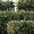 Montra Olive Bush-7 different bush - Thumbnail 3
