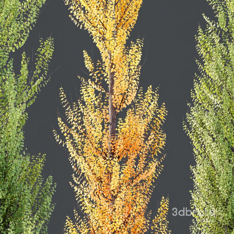 Plants Acer X freemanii Freeman Maple Sapindaceae Armstrong Set04 Image 3