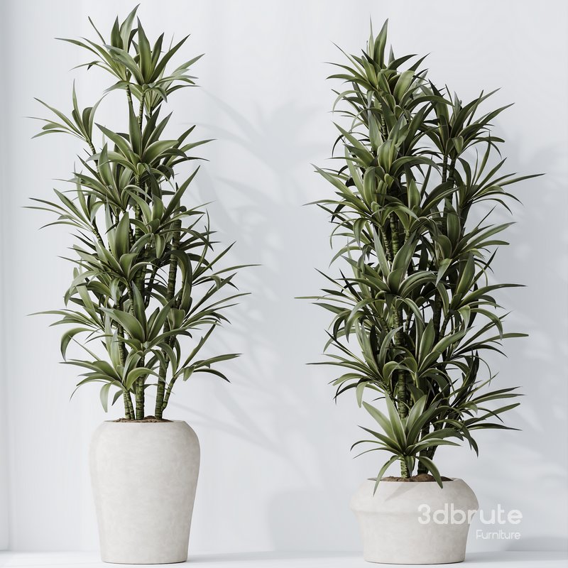 HousePlants Dracaena Warneckii Lemon Lime Cane Dragon Set04 Image 3