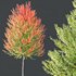 HQ Plants Acer X freemanii Freeman Maple Sapindaceae Set03 - Thumbnail 5