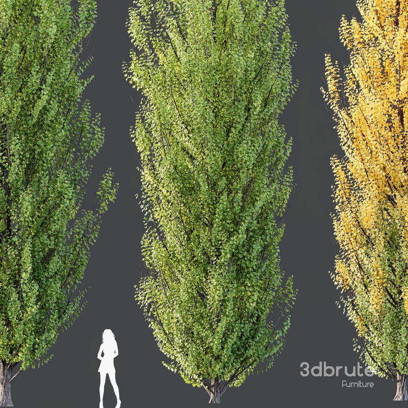 HQ Plants Acer X freemanii Freeman Maple Sapindaceae Armstrong Image 3