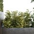 HQ Tree and bush garden box outdoor VOL 34 - Thumbnail 3